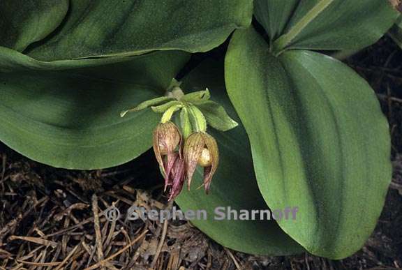 cypripedium fasciculatum 1 graphic